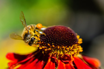 Bee on a flower