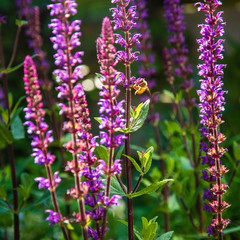 Flower purple salvia