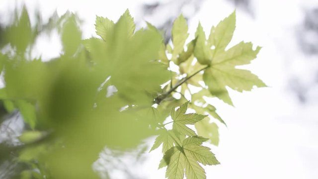 Wald Bl&auml;tter Nahaufnahme