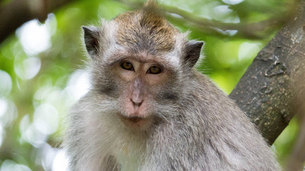 grimmiger Affe