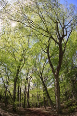 Fototapeta na wymiar 新緑の林
