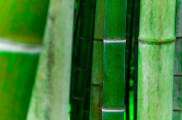 Bamboo forest,green nature background