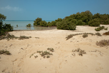 Mangrove forest on unspoiled Farasan Island in Jizan Province, Saudi Arabia