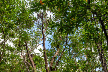 mangroven von Bintan