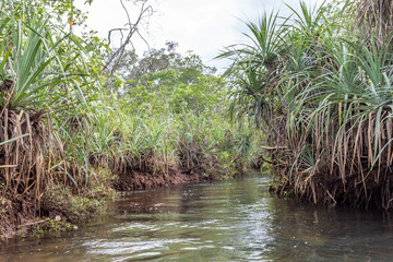 mangroven von Bintan