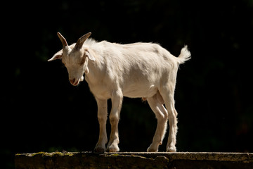 A little white goat outdoors in nature