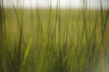 green grass on a background