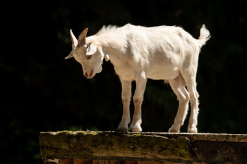 A little white goat outdoors in nature