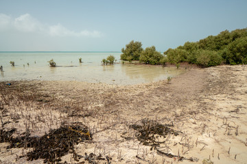 Mangrove forest on unspoiled Farasan Island in Jizan Province, Saudi Arabia