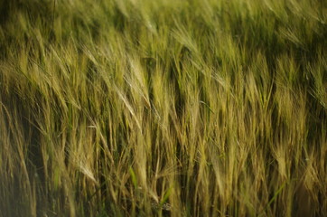 green wheat field