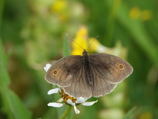 meadow brown butterfly (Maniola jurtina)