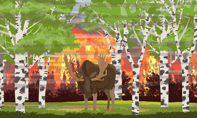 Big elk with horns in a birch forest. Fire in the forest. The trunks of the trees in the fire. Wildfire. Catastrophe. Realistic Vector Landscape