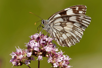 Schachbrettfalter