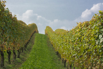 Fototapeta na wymiar Vineyards of Barolo (Langhe wine district, (Italy), in autumn