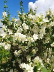 Obraz na płótnie Canvas white flowers of apple tree in spring