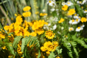 Scenery from fresh wildflowers
