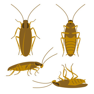 Tan cockroach top, bottom, side. Runs, lies, dead. Set of four simple flat vector images. Three colors are used. Realistic proportions. Domestic pest.