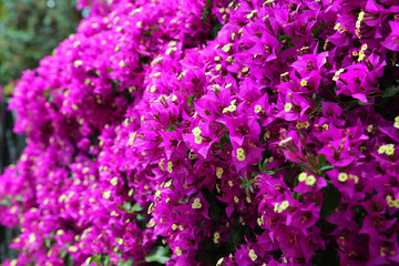 Obraz premium Beautiful bright branches of bougainvillea