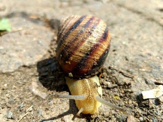 Snail