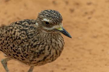 A spotted thick knee (Burhinus capensis) stands and looks around in the desert sand. Native to South Africa, Ethiopia, Kenya, Tanzania, and other parts of central Africa.