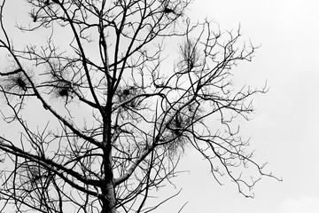 Black and white of Branches on the white background