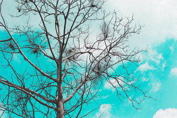 Branches on the sky background and cloud