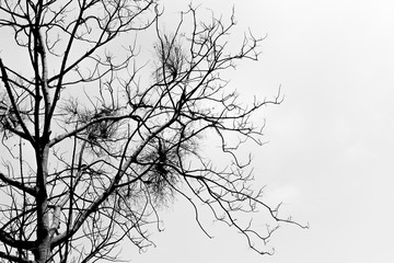 Obraz premium Black and white of Branches on the white background
