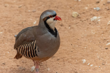 A Chukar Partridge (Alectoris chukar) walks in the desert sand and pauses to clean or preen itself in the United Arab Emirates (UAE).