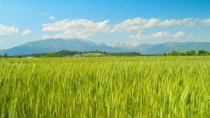 CLOSE UP: Idyllic view of a small village behind a swaying field of wheat.