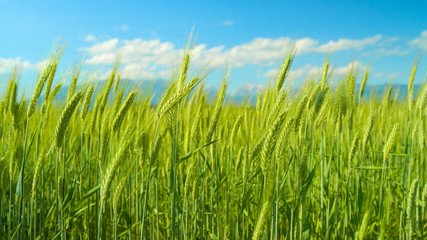 Fototapeta na wymiar CLOSE UP: Field of organic wheat sways in the warm winds blowing in countryside.