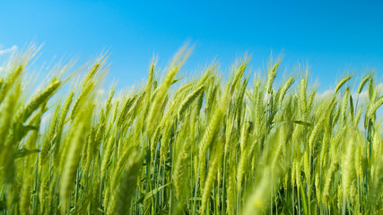 Obraz premium MACRO: Warm wind blows across a field of wheat growing in serene countryside.