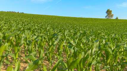 Fototapeta na wymiar CLOSE UP: Corn sprouting out of the fertile soil in the serene countryside.