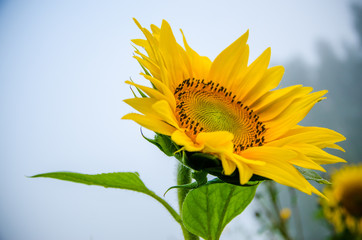 nice and warm in summer field with blooming sunflower blossoms.
