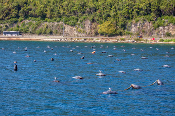production and cultivation of mussels on the sea water