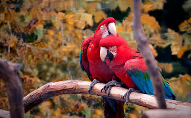 Guacamayos rojos jugando
