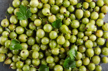 Top view of gooseberries, green leaves as a background