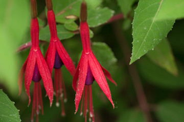 Red and purple Fuchsia hanging flowers