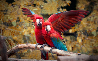 Guacamayos rojos jugando