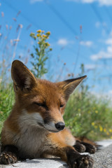 Fox in the sun. 