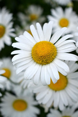 Beautiful white garden chamomiles on the flower bed