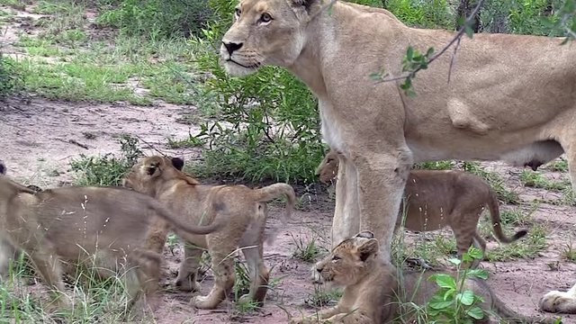 A lioness with seven cubs in the wild of Africa
