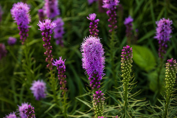 brush like purple flowers just starting to bloom downtown