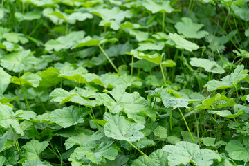 Fototapeta na wymiar Wild cheeseweed or mallow (malva sylvestris) leaves