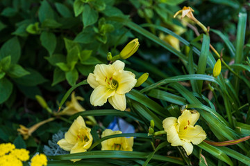 pale yellow lilies planted outside of an uptown store