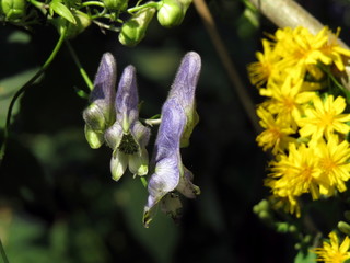 Blue and yellow flowers