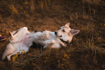 Naklejka na ściany i meble A a mongrel dog lying on autumn meadow in a grass