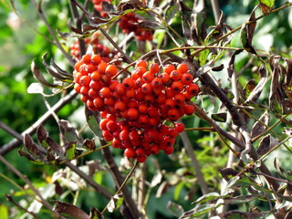 Rowan berries on a branch