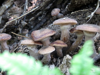 Young mushrooms, honey agaric grow in the forest