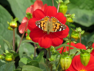 Brown butterfly sitting on a red flower