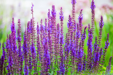 Purple sage flowers on green grass blurred bokeh background closeup, blooming violet salvia field, summer lavender color floral landscape, beautiful spring blue blossom, natural colorful lilac meadow